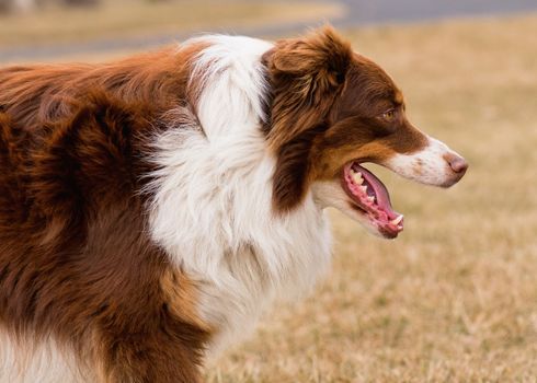 Australian Shepherd purebred dog on meadow in autumn or spring, outdoors countryside. Red Tri color Aussie adult dog.