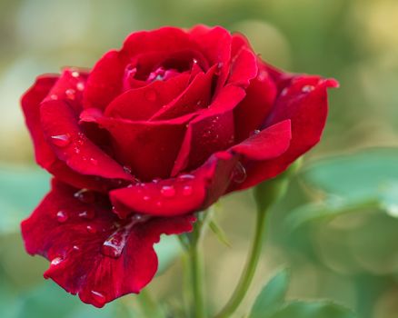 Beautiful red roses in the garden with rain drops of water on the green leaf. Bouquet of roses for Valentine Day - outdoors.