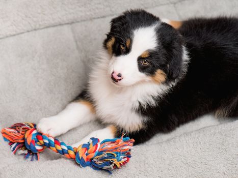 Australian Shepherd purebred puppy, 2 months old with toy. Black Tri color Aussie dog at home on the lair.