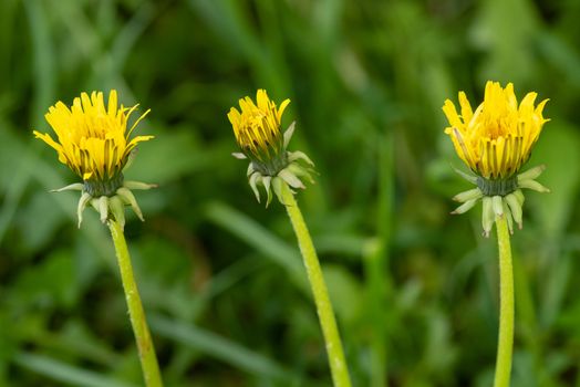 Three yellow dandelion flowers in nature on meadow. Dandelions field on spring sunny day. Blooming dandelion on green background.