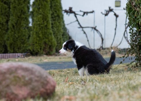 Australian Shepherd purebred dog on meadow in autumn or spring, outdoors countryside. Black Tri color Aussie puppy, 2 months old.