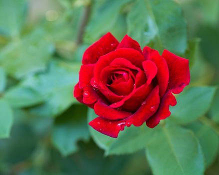 Beautiful red roses in the garden with rain drops of water on the green leaf. Bouquet of roses for Valentine Day - outdoors.