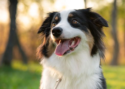 Close up portrait of adorable young Australian Shepherd dog during sunset at spring or summer park. Beautiful adult purebred Aussie outdoors in the nature.