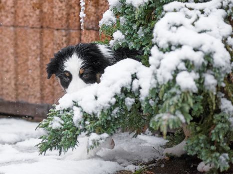 Lonely Australian shepherd puppy freezing on the street while snowing. Portrait of unhappy dog outside in cold winter snow.