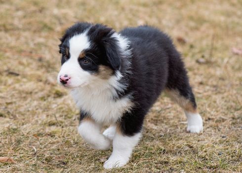 Australian Shepherd purebred dog on meadow in autumn or spring, outdoors countryside. Black Tri color Aussie puppy, 2 months old.