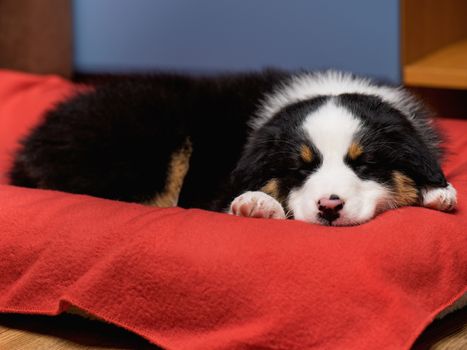 Australian Shepherd purebred puppy, 2 months old sleeping on the lair. Black Tri color Aussie dog at home.