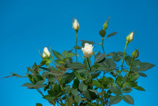 Green Bush with Fresh White Rose Flowers on Blue Background. Miniature Rose House Plant.