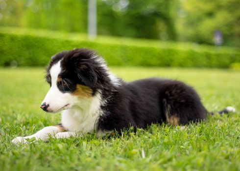 Happy Aussie lying on meadow with green grass in summer or spring. Beautiful Australian shepherd puppy 3 months old - portrait close-up. Cute dog enjoy playing at park outdoors.