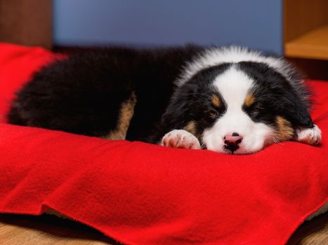 Australian Shepherd purebred puppy, 2 months old sleeping on the lair. Black Tri color Aussie dog at home.