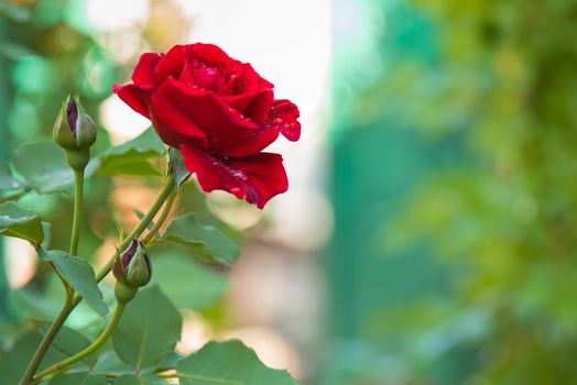 Beautiful red roses in the garden with rain drops of water on the green leaf. Bouquet of roses for Valentine Day - outdoors.