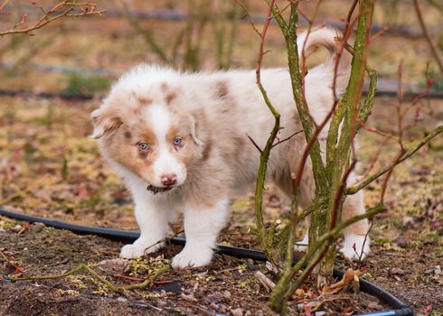 Australian Shepherd purebred dog on meadow in autumn or spring, outdoors countryside. Red Merle Aussie puppy, 2 months old.