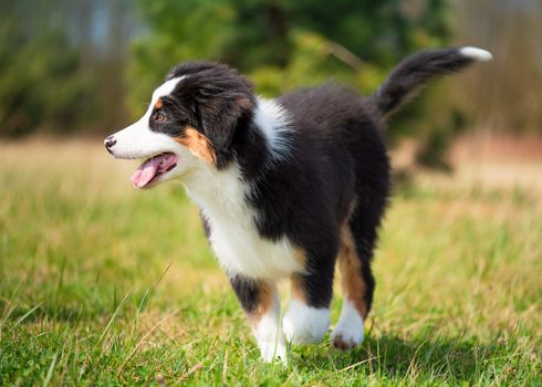 Happy Aussie dog runs on meadow with green grass in summer or spring. Beautiful Australian shepherd puppy 3 months old running towards camera. Cute dog enjoy playing at park outdoors.