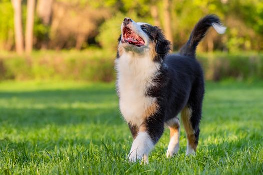 Happy Aussie dog walking at meadow with green grass in summer or spring. Beautiful Australian shepherd puppy 3 months old. Cute dog enjoy playing at park outdoors.