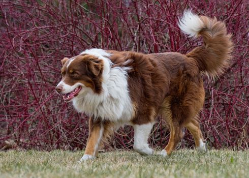 Australian Shepherd purebred dog on meadow in autumn or spring, outdoors countryside. Red Tri color Aussie adult dog.