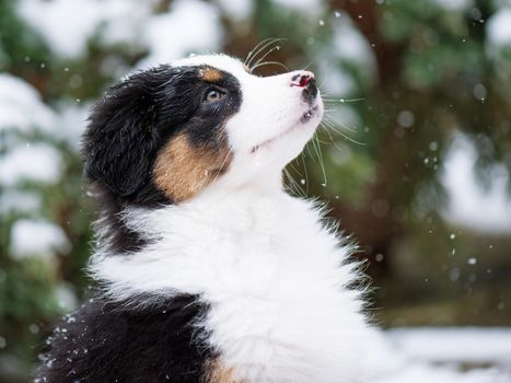 Close-up portrait of happy dog - beautiful Australian shepherd puppy looking away, outside in cold winter snow.