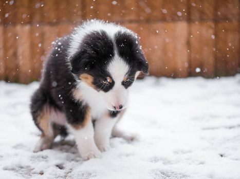 Lonely Australian shepherd puppy freezing on the street while snowing. Portrait of unhappy dog outside in cold winter snow.