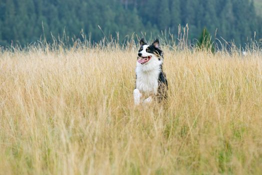 Australian Shepherd dog in autumn meadow. Happy adorable Aussie dog walking in grass field. Beautiful adult purebred Dog outdoors in nature.