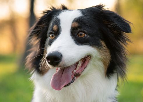 Close up portrait of adorable young Australian Shepherd dog during sunset at spring or summer park. Beautiful adult purebred Aussie outdoors in the nature.