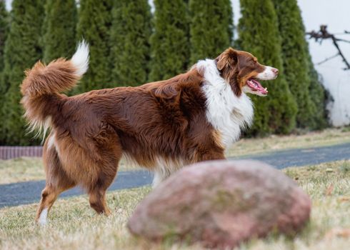 Australian Shepherd purebred dog on meadow in autumn or spring, outdoors countryside. Red Tri color Aussie adult dog.