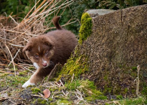 Australian Shepherd purebred dog on meadow in autumn or spring, outdoors countryside. Red Tri color Aussie puppy, 2 months old.