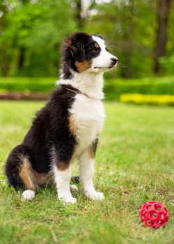 Happy Aussie dog sitting at meadow with green grass in summer or spring. Beautiful Australian shepherd puppy 3 months old. Cute dog enjoy playing at park outdoors.