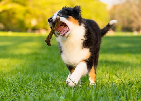 Happy Aussie dog with stick runs on meadow with green grass in summer or spring. Beautiful Australian shepherd puppy 3 months old running towards camera. Cute dog enjoy playing at park outdoors.