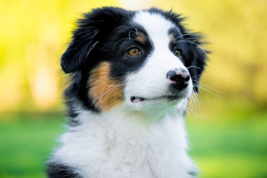 Happy Aussie on meadow with green grass in summer or spring. Beautiful Australian shepherd puppy 3 months old - portrait close-up. Cute dog enjoy playing at park outdoors.