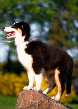 Happy Aussie dog at meadow with green grass in summer or spring. Beautiful Australian shepherd puppy 3 months old. Cute dog enjoy playing at park outdoors.