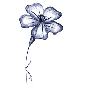 Blue Hand-Drawn Isolated Flower. Monochrome Botanical Plant Illustration in Sketch Style. Thin-leaved Marigolds for Print, Tattoo, Design, Holiday, Wedding and Birthday Card.