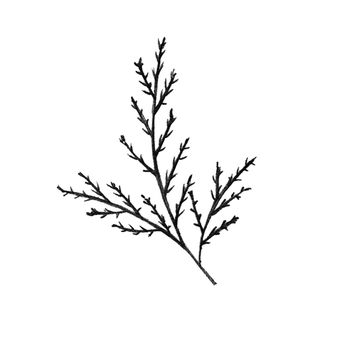 Black and White Hand-Drawn Isolated Flower Twig. Monochrome Botanical Plant Illustration in Sketch Style. Thin-leaved Marigolds for Print, Tattoo, Design, Holiday, Wedding and Birthday Card.