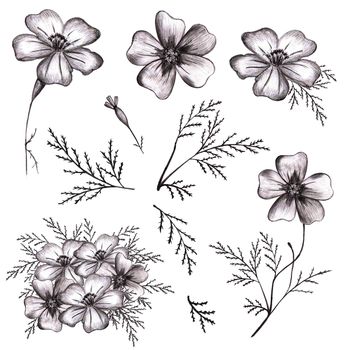 Set of Black Hand-Drawn Isolated Flower. Monochrome Botanical Plant Illustration in Sketch Style. Thin-leaved Marigolds for Print, Tattoo, Design, Holiday, Wedding and Birthday Card.
