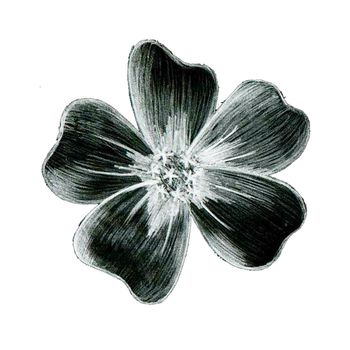 Black and White Hand-Drawn Isolated Flower. Monochrome Botanical Plant Illustration in Sketch Style. Thin-leaved Marigolds for Print, Tattoo, Design, Holiday, Wedding and Birthday Card.