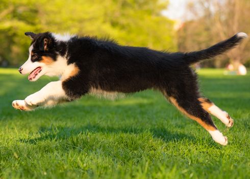 Happy Aussie dog runs and jump on meadow with green grass in summer or spring. Beautiful Australian shepherd puppy 3 months old running at field. Cute dog enjoy playing at park outdoors.