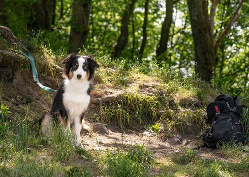 Adorable young Australian Shepherd dog at summer forest. Beautiful adult purebred Aussie outdoors in the nature.