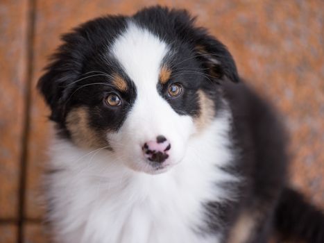 Australian Shepherd purebred puppy, 3 months old looking at camera - close-up portrait. Black Tri color Aussie dog, outdoors.