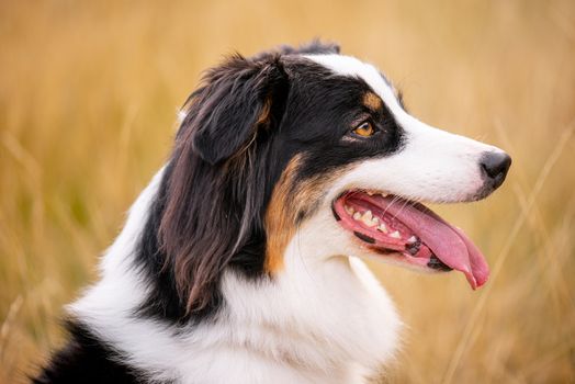 Portrait of Australian Shepherd dog in autumn meadow. Happy adorable Aussie dog sitting in grass field. Beautiful adult purebred Dog outdoors in nature.