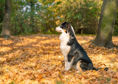 Beautiful Australian Shepherd Dog at Autumn Park or Forest. Close up Portrait of Happy Aussie puppy 10 months old - enjoy playing at park Outdoors.