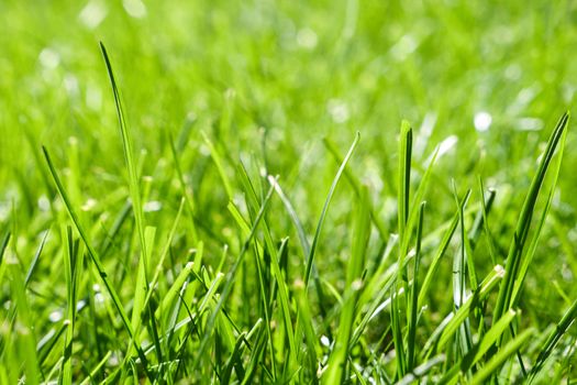 Fresh green grass. Background of green grass. Green plant surface background texture. Nature spring grass background. Area of short unmown grass in yard garden park side view. Close-up. Green flooring