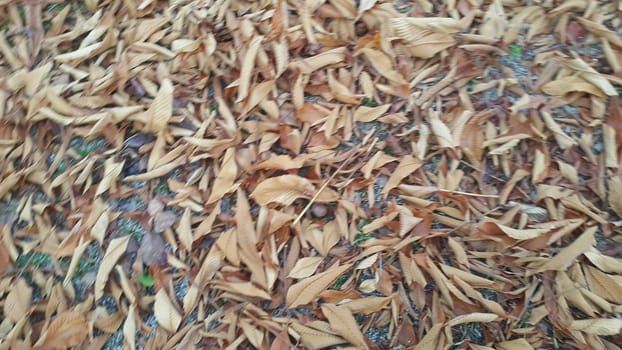 Dried brown and fresh green leaves on floor during autumn season. Leaves background for text and messages
