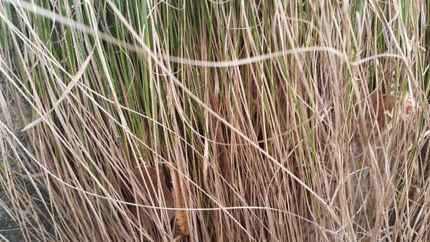 A close up view of green and dried grass.  Grass natural background for text and advertisements