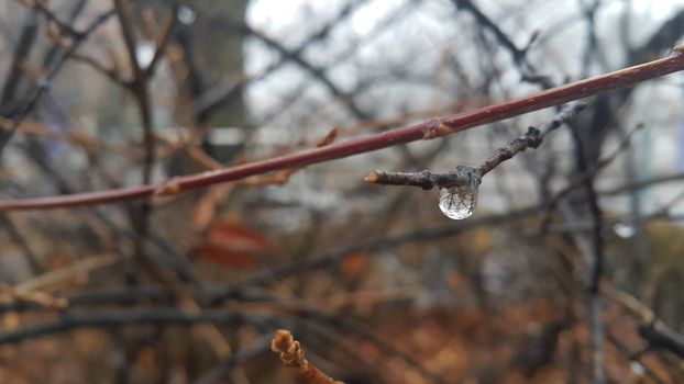 Closeup macro view of tree branches with water drop dripping in autumn season. a drop of water at the end of a branch like a teardrop. Rainy weather background