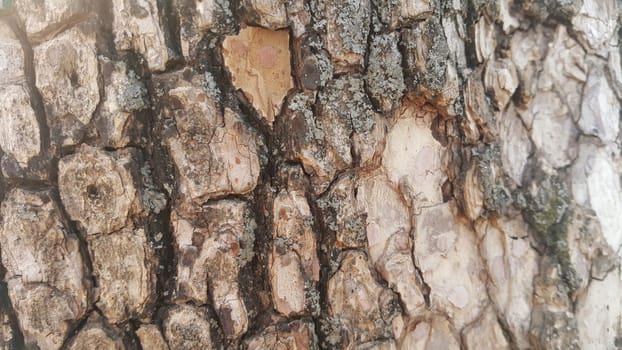 close up view of tree peel: Macro close up texture for background and texture.  Tree bark texture.