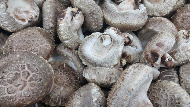 Closeup view of big pile of fresh harvested mushrooms. Food background of mushrooms in market for sale. A Vegetables background