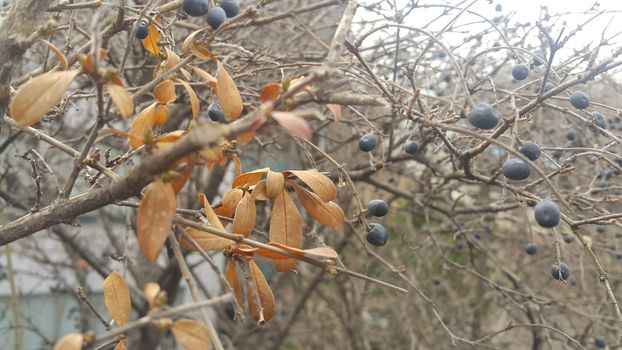 Closeup view of Black mountain ash berries: A selective focus view.