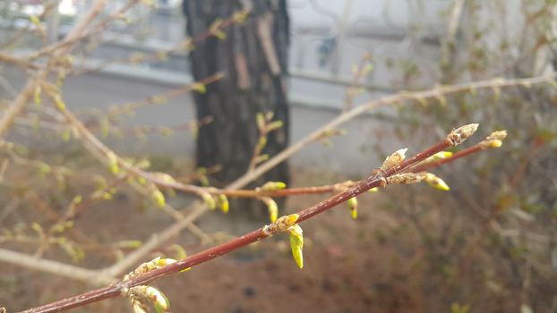 Closeup view of green leaves in the spring season. The leaves are green in color with greenis brown branches seen in the background