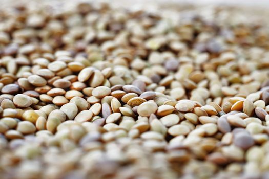 Beautiful heap of brown lentils , macro photography