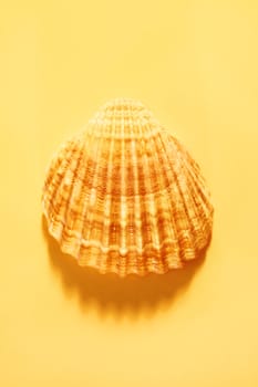  Seashell on colored background , orange and white color surface