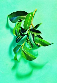 Beautiful twig of ficus  benjamina -weeping fid or ficus tree -on colored background , bright oval leaves with acuminate tips