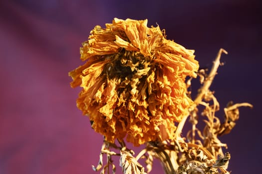 Beautiful dried orange flower on purple  background 