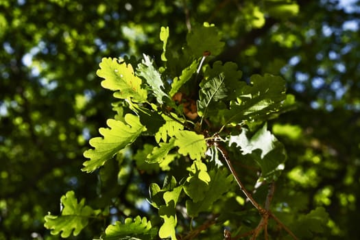 Branch of oak tree in a sunny day , beautiful bright green leaves  , the background is dark and out of focus